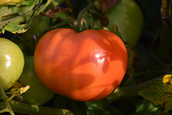Chef's Choice Pink Tomato (Solanum lycopersicum 'Chef’s Choice Pink') at A Very Successful Garden Center