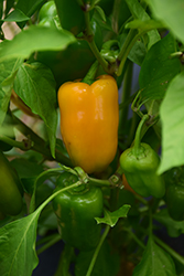 Midas Sweet Pepper (Capsicum annuum 'Midas') at A Very Successful Garden Center