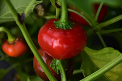 Pimento Sweet Pepper (Capsicum annuum 'Pimento') at A Very Successful Garden Center