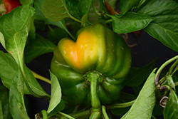 Super Heavyweight Sweet Pepper (Capsicum annuum 'Super Heavyweight') at A Very Successful Garden Center