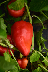 Giant Szegedi Sweet Pepper (Capsicum annuum 'Giant Szegedi') at A Very Successful Garden Center