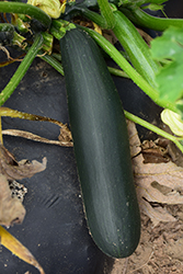 Black Beauty Zucchini (Cucurbita pepo var. cylindrica 'Black Beauty') at A Very Successful Garden Center