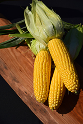 Bodacious Sweet Corn (Zea mays 'Bodacious') at A Very Successful Garden Center