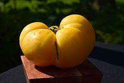 Great White Tomato (Solanum lycopersicum 'Great White') at A Very Successful Garden Center