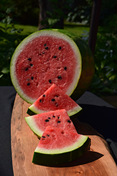 Sweet Beauty Watermelon (Citrullus lanatus 'Sweet Beauty') at A Very Successful Garden Center