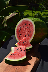 Carolina Cross Watermelon (Citrullus lanatus 'Carolina Cross') at A Very Successful Garden Center