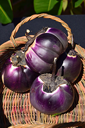 Barbarella Eggplant (Solanum melongena 'Barbarella') at A Very Successful Garden Center