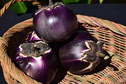 Beatrice Eggplant (Solanum melongena 'Beatrice') at A Very Successful Garden Center