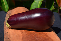 Dusky Eggplant (Solanum melongena 'Dusky') at A Very Successful Garden Center