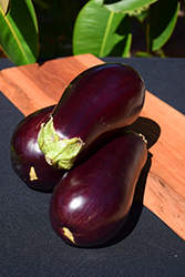 Traviata Eggplant (Solanum melongena 'Traviata') at A Very Successful Garden Center