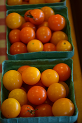 Cherry Sweet Bite Tomato (Solanum lycopersicum 'Cherry Sweet Bite') at A Very Successful Garden Center