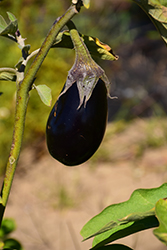 Black Magic Eggplant (Solanum melongena 'Black Magic') at A Very Successful Garden Center
