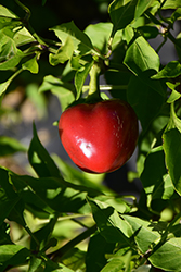 Pimento Elite Sweet Pepper (Capsicum annuum 'Pimento Elite') at A Very Successful Garden Center