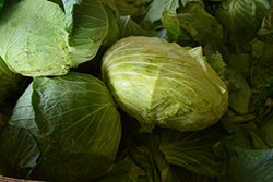 Big Flat Head Cabbage (Brassica oleracea var. capitata 'Big Flat Head') at A Very Successful Garden Center