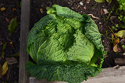 Savoy Express Cabbage (Brassica oleracea var. sabauda 'Savoy Express') at A Very Successful Garden Center