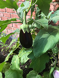 Nadia Eggplant (Solanum melongena 'Nadia') at A Very Successful Garden Center