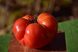 Bush Beefsteak Tomato (Solanum lycopersicum 'Bush Beefsteak') at A Very Successful Garden Center