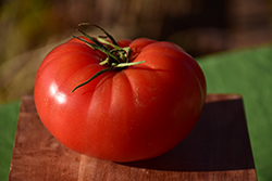Bush Goliath Tomato (Solanum lycopersicum 'Bush Goliath') at A Very Successful Garden Center