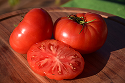 Jersey Boy Tomato (Solanum lycopersicum 'Jersey Boy') at A Very Successful Garden Center