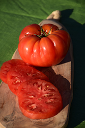Big Daddy Tomato (Solanum lycopersicum 'Big Daddy') at A Very Successful Garden Center