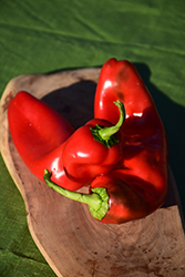 Red Marconi Pepper (Capsicum annuum 'Red Marconi') at A Very Successful Garden Center