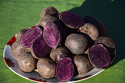 Purple Potato (Solanum tuberosum 'Purple') at A Very Successful Garden Center