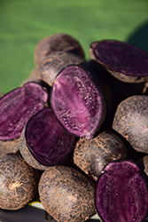 Purple Majesty Potato (Solanum tuberosum 'Purple Majesty') at A Very Successful Garden Center