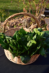 Corvair Spinach (Spinacia oleracea 'Corvair') at A Very Successful Garden Center