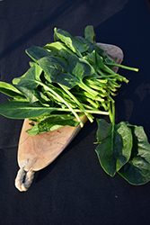 Verdill Spinach (Spinacia oleracea 'Verdill') at A Very Successful Garden Center