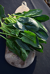 Spinach (Spinacia oleracea) at A Very Successful Garden Center