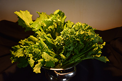 Zamboni Broccoli Raab (Brassica rapa var. ruvo 'Zamboni') at A Very Successful Garden Center