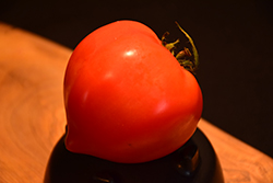 Stellar Tomato (Solanum lycopersicum 'Stellar') at A Very Successful Garden Center