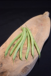 Mascotte Bush Bean (Phaseolus vulgaris 'Mascotte') at A Very Successful Garden Center