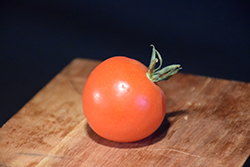 Gardener's Delight Tomato (Solanum lycopersicum 'Gardener's Delight') at A Very Successful Garden Center
