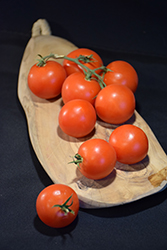 Large Red Cherry Tomato (Solanum lycopersicum 'Large Red Cherry') at A Very Successful Garden Center