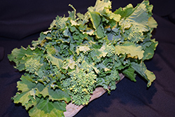Sorrento Broccoli Raab (Brassica rapa var. ruvo 'Sorrento') at A Very Successful Garden Center