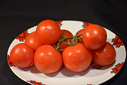 Megabite Tomato (Solanum lycopersicum 'Megabite') at A Very Successful Garden Center