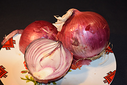 Cabernet Onion (Allium cepa 'Cabernet') at A Very Successful Garden Center