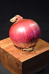 Red Candy Apple Onion (Allium cepa 'Red Candy Apple') at A Very Successful Garden Center
