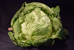 Famosa Cabbage (Brassica oleracea var. capitata 'Famosa') at A Very Successful Garden Center