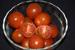 Minibel Tomato (Solanum lycopersicum 'Minibel') at A Very Successful Garden Center