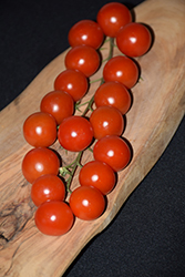 Chadwick Cherry Tomato (Solanum lycopersicum 'Chadwick Cherry') at A Very Successful Garden Center