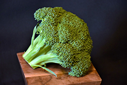 Green Magic Broccoli (Brassica oleracea var. italica 'Green Magic') at A Very Successful Garden Center