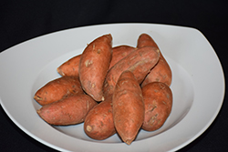 Bunch Porto Rico Sweet Potato (Ipomoea batatas 'Bunch Porto Rico') at A Very Successful Garden Center