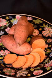 Covington Sweet Potato (Ipomoea batatas 'Covington') at A Very Successful Garden Center