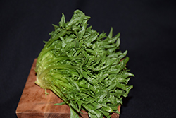 Eazyleaf Green Reef Lettuce (Lactuca sativa var. crispa 'Green Reef') at A Very Successful Garden Center