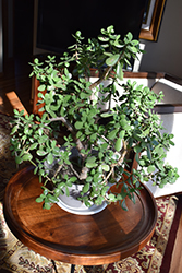 Jade Plant (Crassula ovata) at A Very Successful Garden Center