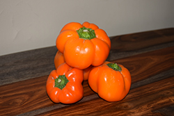 Orange You Sweet Pepper (Capsicum annuum 'Orange You Sweet') at A Very Successful Garden Center