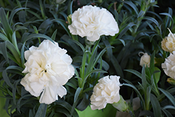 Flow White Bay Carnation (Dianthus caryophyllus 'White Bay') at Stonegate Gardens