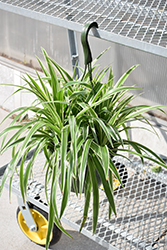 Variegated Spider Plant (Chlorophytum comosum 'Variegatum') at A Very Successful Garden Center